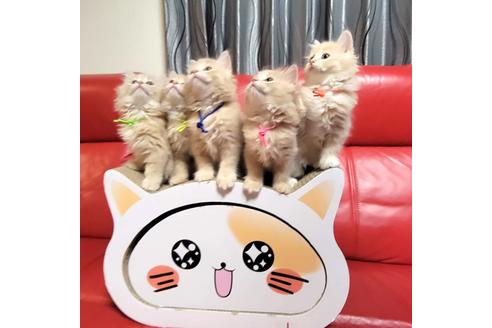 成約済の埼玉県のサイベリアン-18593の2枚目